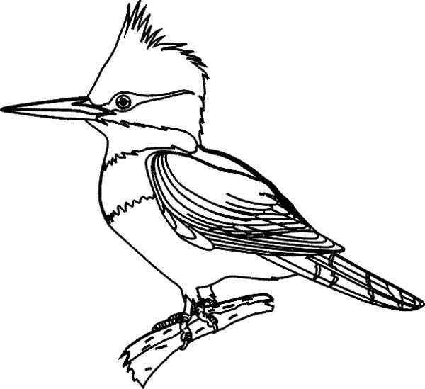 Birds, : Bird Coloring Page for Kids
