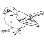 Birds, Little Bird Coloring Page: Little Bird Coloring Page