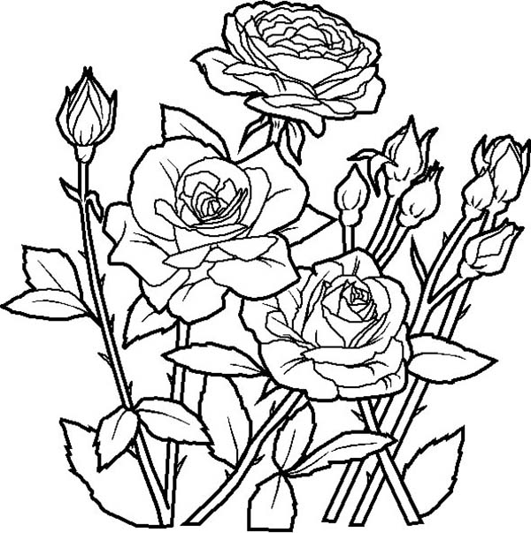 Spring Flower, : Beautiful Rosed Spring Flower Coloring Page