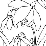 Spring Flower, Best Spring Flower Picture Coloring Page: Best Spring Flower Picture Coloring Page