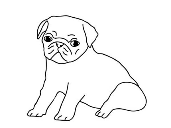 Pug, : How to Draw a Pug Coloring Page