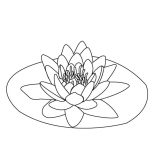 Lily Pad, Lily Pad On The Middle Of Pond Coloring Page: Lily Pad on the Middle of Pond Coloring Page