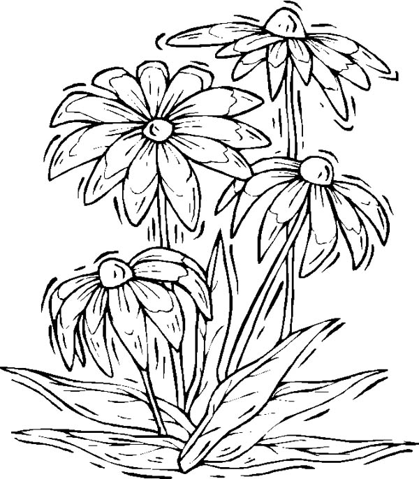 Nature, : Lovely Flower of Nature Coloring Page