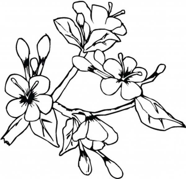 Spring Flower, : Lovely Spring Flower in Blossom Coloring Page