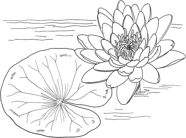 Lily Pad, : Nymphaea Mexicana and Lily Pad Coloring Page
