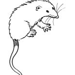 Possum, Picture Of Possum Coloring Page: Picture of Possum Coloring Page