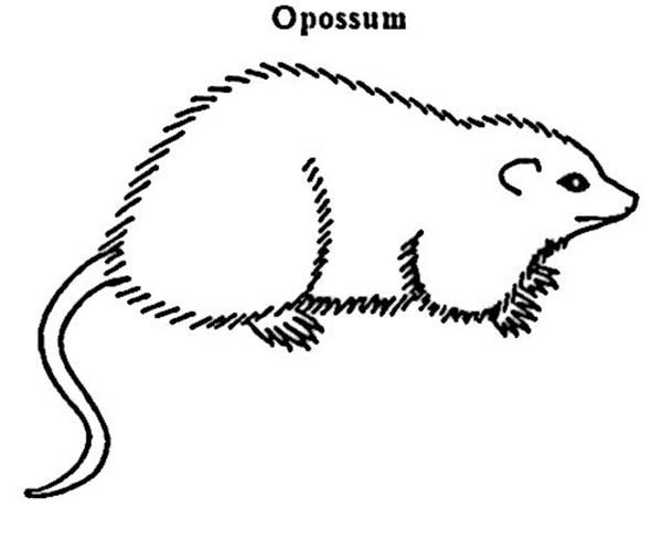 Possum, : Possum Coloring Page for Kids