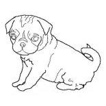 Pug, Pug Dog Outline Coloring Page: Pug Dog Outline Coloring Page