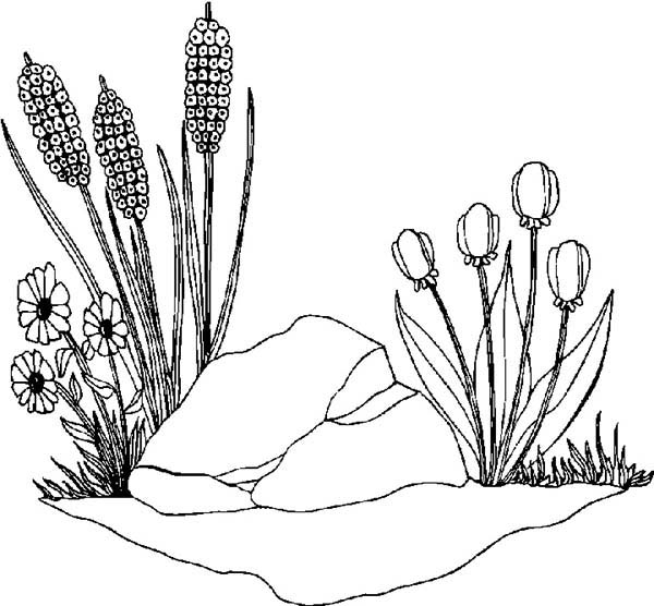 Spring Flower, : Spring Flower Grow Between a Rock Coloring Page