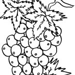 Grapes, Best Grapes For Wine Coloring Pages: Best Grapes for Wine Coloring Pages