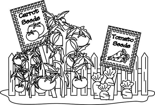 Garden, : Carrot and Tomato Garden Coloring Pages