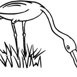 Grass, Egret Eating Grass Coloring Pages: Egret Eating Grass Coloring Pages