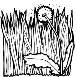 Grass, Flower Pinched Between Grass Coloring Pages: Flower Pinched Between Grass Coloring Pages