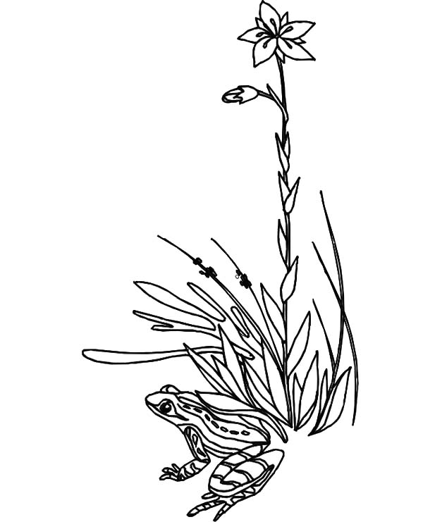 Grass, : Frog Hide Under Grass Coloring Pages