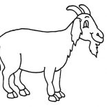 Goat, Goat Has Long Beard Coloring Pages: Goat Has Long Beard Coloring Pages