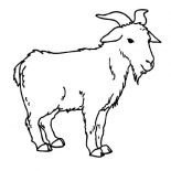 Goat, Goat Is Standing Coloring Pages: Goat is Standing Coloring Pages