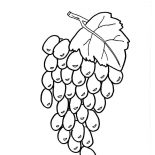 Grapes, Healthy Fruit Grapes Coloring Pages: Healthy Fruit Grapes Coloring Pages