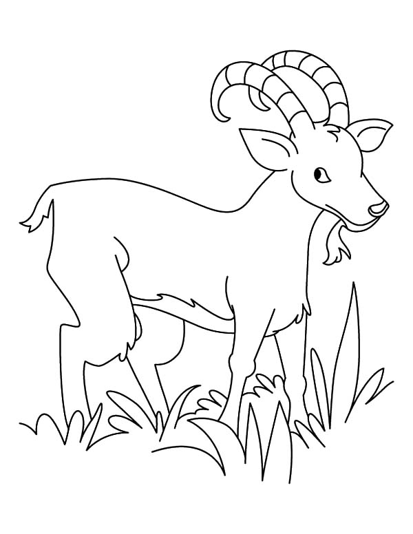 Grass, : Hungry Goat Eating Grass Coloring Pages