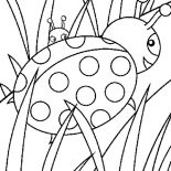 Grass, Ladybug Walking On Grass Coloring Pages: Ladybug Walking on Grass Coloring Pages