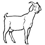 Goat, Livestock Goat Coloring Pages: Livestock Goat Coloring Pages