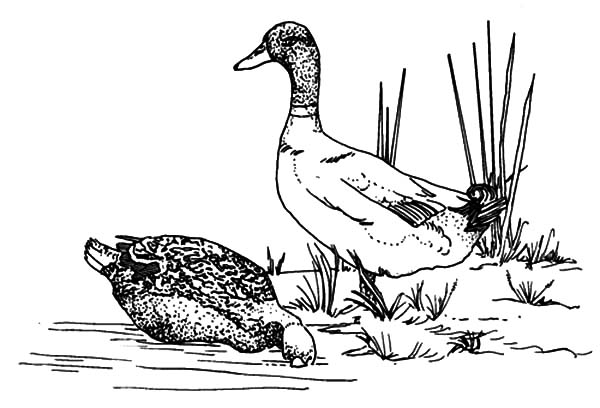 Mallard Duck, : Mallard Duck Couple Looking for Food Together Coloring Pages