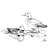 Mallard Duck, Mallard Duck Couple Mating Coloring Pages: Mallard Duck Couple Mating Coloring Pages