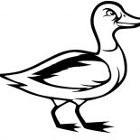 Mallard Duck, Mallard Duck Look Upset Coloring Pages: Mallard Duck Look Upset Coloring Pages