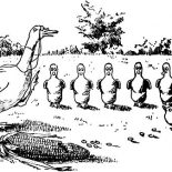 Mallard Duck, Mallard Duck Morning Ceremony Coloring Pages: Mallard Duck Morning Ceremony Coloring Pages