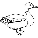 Mallard Duck, Mallard Duck Outline Coloring Pages: Mallard Duck Outline Coloring Pages