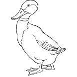 Mallard Duck, Mallard Duck Walking Forward Coloring Pages: Mallard Duck Walking Forward Coloring Pages