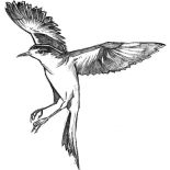 Mockingbird, Mockingbird Floating In The Air Coloring Pages: Mockingbird Floating in the Air Coloring Pages