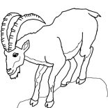 Mountain Goat, Mountain Goat Climb Down Hill Coloring Pages: Mountain Goat Climb Down Hill Coloring Pages