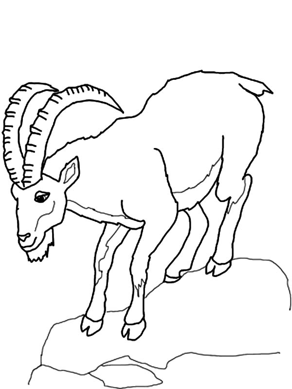 Mountain Goat, : Mountain Goat Climb Down Hill Coloring Pages