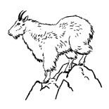 Goat, Mountain Goat Coloring Pages: Mountain Goat Coloring Pages