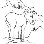 Mountain Goat, Untitled Coloring Page: Untitled