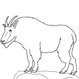 Mountain Goat, Mountain Goat Outline Coloring Pages: Mountain Goat Outline Coloring Pages