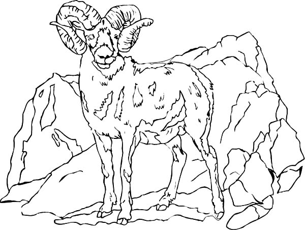 Mountain Goat, : Mountain Goat Standing Tall Coloring Pages