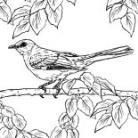 Mockingbird, Northern Mockingbird Lurking Under Leaves Coloring Pages: Northern Mockingbird Lurking Under Leaves Coloring Pages
