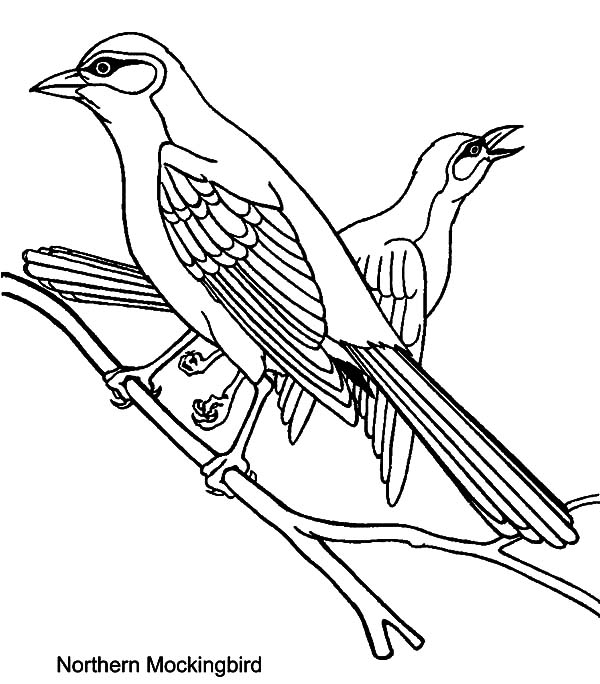 Mockingbird, : Northern Mockingbird Mating Coloring Pages