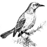 Mockingbird, Picture Of Mockingbird Coloring Pages: Picture of Mockingbird Coloring Pages