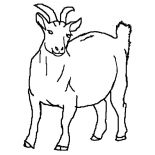 Goat, Pregnant Goat Coloring Pages: Pregnant Goat Coloring Pages
