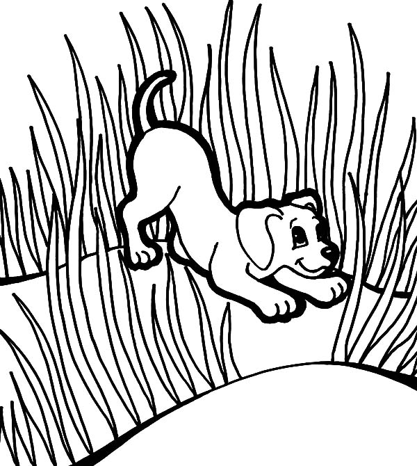 Grass, : Puppies Play Between Grass Coloring Pages