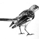 Mockingbird, Realistic Mockingbird Drawing Coloring Pages: Realistic Mockingbird Drawing Coloring Pages