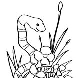 Grass, Snake In The Grass Coloring Pages: Snake in the Grass Coloring Pages