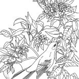Mockingbird, Tropical Mockingbird Coloring Pages: Tropical Mockingbird Coloring Pages
