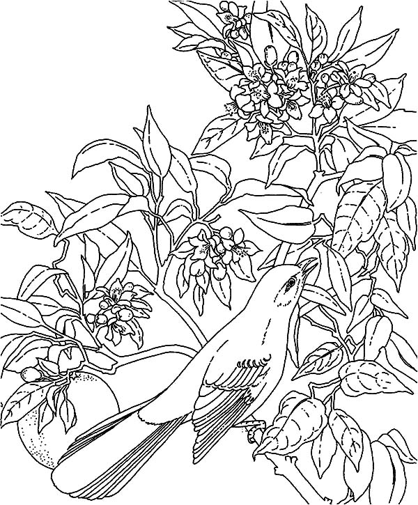 Mockingbird, : Tropical Mockingbird Coloring Pages