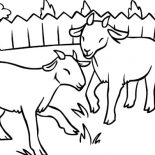 Goat, Two Litte Goat Eating Grass Coloring Pages: Two Litte Goat Eating Grass Coloring Pages
