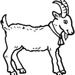 Goat, Young Goat Coloring Pages: Young Goat Coloring Pages