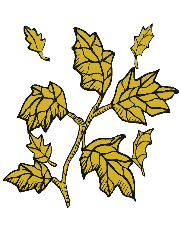 Autumn Leaf From Tree Branch Coloring Page by years old Terry G  Collins  