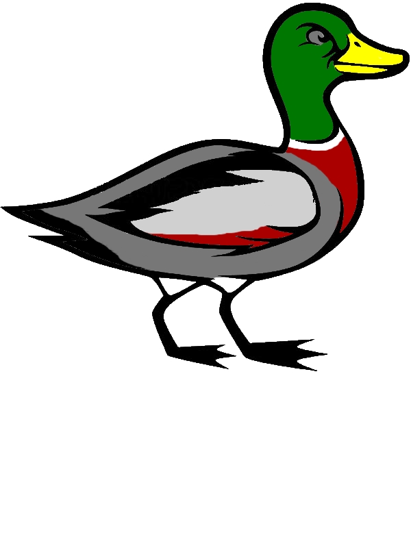 Mallard Duck Look Upset Coloring Pages by years old Dale S  Fuller  
